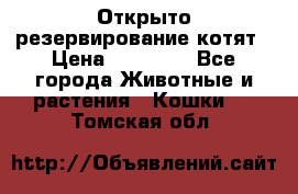 Открыто резервирование котят › Цена ­ 15 000 - Все города Животные и растения » Кошки   . Томская обл.